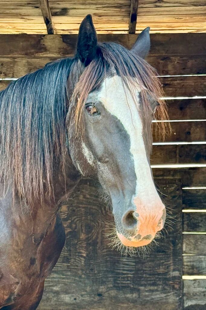 Mirabelle