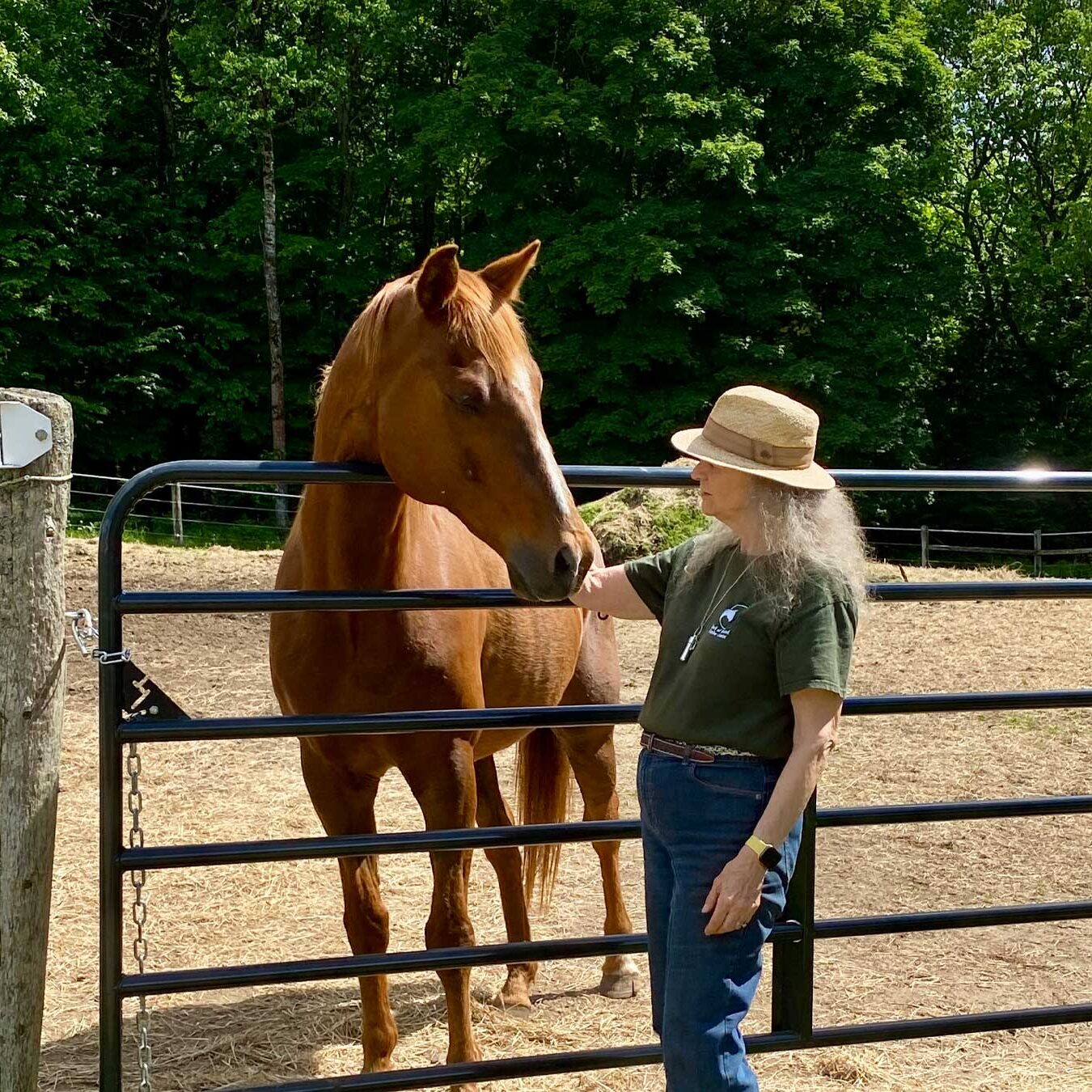 Horses-the-Natural-Connection